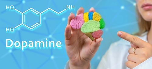 dopamine and brain model