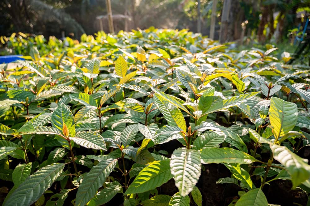 photo of a field of kratom. Users of the plant may want to know, how long does it take to withdraw from kratom?